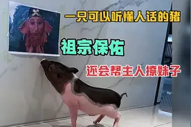 一只可以听懂人话的猪，可以和主人无障碍交流，还会帮助主人撩妹视频封面