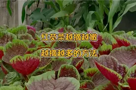 红苋菜怎样采摘才会越摘越嫩，越长越多，分享我的种植经验和方法