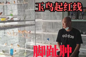 关内小城：玉鸟养殖遇到鸟腿起红线脚趾肿，用了这种药一晚就见效
