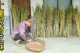 十堰遭遇百年一遇极端干旱高温天气庄稼严重受损没想到芝麻大丰收