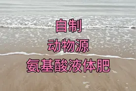 自己动手制作动物源氨基酸液体肥，现做现用，节约成本，效果好！视频封面