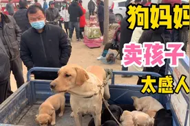 狗妈妈看着孩子被卖掉，万般不舍缺无能为力，伤心的画面太感人了视频封面