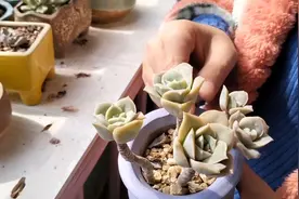 喜欢多肉的看过来，又一阳台美丽的多肉仙子。视频封面