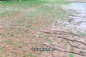 良弟抓甲鱼：看看这环境抓到的甲鱼、果然是好货
