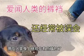 狗狗爱闻人类的裤裆，可能是这几个原因，遇到这种情况太尴尬了