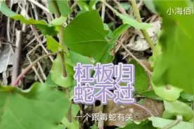杠板归也叫蛇不过，湿疹草被称为毒蛇的克星，你家乡有这种植物吗视频封面