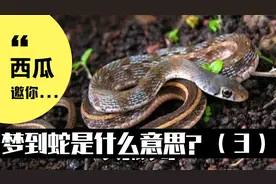 梦见蛇是什么意思？做梦梦到蛇好不好？（三）视频封面