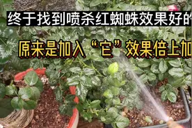 用这“两种”药混合喷杀红蜘蛛效果会倍上加倍视频封面