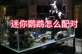 迷你鹦鹉观赏鱼是怎么配对繁殖的？其实很简单互相看对眼就在一起视频封面