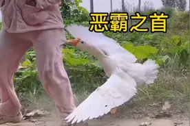 鹅鹅鹅，攻击力超强的大鹅！小猫咪根本不是对手！