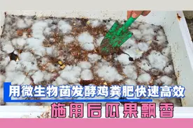 用微生物菌发酵鸡粪肥，快速高效，施肥后瓜果飘香视频封面