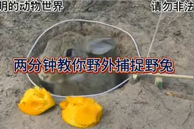 简单的制作工具  两分钟教会你野外捕捉小兔子视频封面