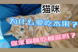 猫咪为啥喜欢吃水果？据说有70%猫咪爱吃榴莲，你家猫咪爱吃吗？