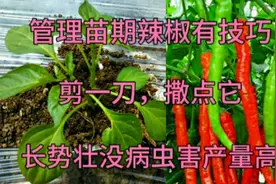 辣椒移栽后，根部剪一刀，撒点东西，后期辣椒长势壮没病虫产量高视频封面