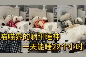 最能睡觉的躺平猫咪，一天24个小时，它能睡22个，只有吃饭能叫醒视频封面