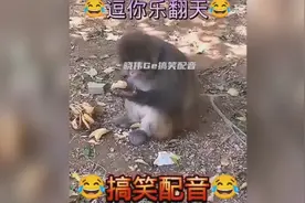 当猴子吃榴莲时憋住别笑🤣视频封面