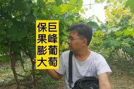 巨峰非常旺，花前控水控肥！保果膨大药剂浓度要把握精准！视频封面