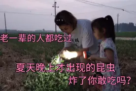 农村晚上出现的一种昆虫和金蝉一样可以吃，带上手电玉米地里去捉