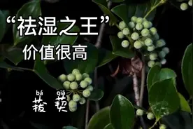农村熟悉的“金刚刺”植物，非常坚硬泡酒用处大，山里老人都知道视频封面