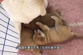 出生的3只小柴犬，吃奶的姿势五花八门竟然还被挤翻车了，太逗了视频封面