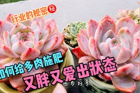 这种施肥方式，让多肉又胖又爱出状态，行业的秘密武器，快来学视频封面
