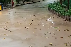 天津滨海新区塘沽森林公园初秋雨天漫步3视频封面