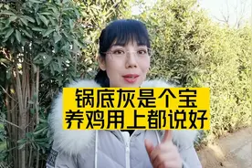 锅底灰是个宝 养鸡用上都说好了视频封面