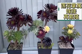 莲花掌属多肉嫁接后，如何一棵多肉变多棵？砍头扦插，变多肉大户视频封面
