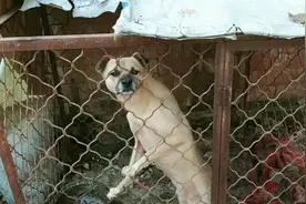 小黄狗旺旺叫视频封面