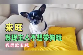 吉娃娃太聪明，听懂主人不想带它出去玩，举动太搞笑了视频封面