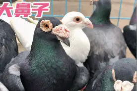市场上的大鼻子信鸽，这种鸽子大的像花一样，你喜欢这种大鼻子吗视频封面