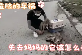 在车祸中狗宝宝失去了最爱的妈妈，幸好有救援小哥的帮助视频封面