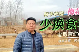 梅花鹿饲养管理技术分享！养鹿老司带你了解更多养鹿知识！视频封面