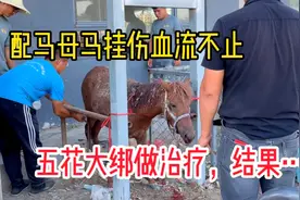 配马时，母马不老实被挂伤，没搭配，先得治疗！视频封面