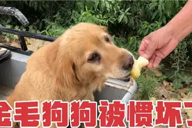 奶奶带金毛去果园买梨，中途见狗狗渴坏了，老人拿水果给孩子解渴视频封面