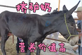 你见过挤驴奶的吗？驴奶的营养价值你知道吗？现挤现喝真火热视频封面