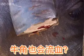 小牛锯牛角，锯掉后牛角居然流血了！牛角里面也有血管？视频封面