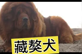藏獒简介视频封面