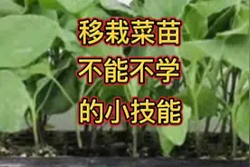 移栽菜苗深浅如何掌握？这个技巧要学，缓苗快长势好，还少病害视频封面