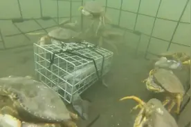 可视鱼笼抓螃蟹，最后收获满满视频封面