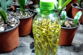 自己在家制作生根粉