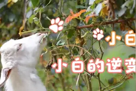 小黑于小白的命运视频封面