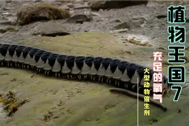 远古，大型动物的“母亲”。能生产出大量氧气的树木“鳞木”