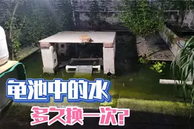 龟池、龟箱的水多久换一次合适？怎样判定要不要换水？