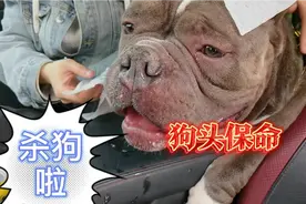 恶霸犬怕热怕出新高度 就半小时差点热挂 同志们对不起没看成比赛