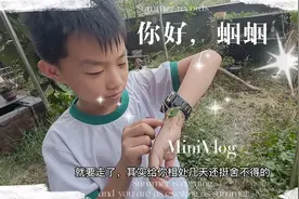 蝈蝈为啥要吐口水？蝈蝈，蛐蛐，和蚱蜢🦗到底怎么区分，跟我来看视频封面
