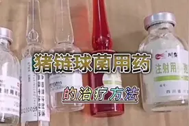 猪链球菌的治疗方法，林可霉素的妙用。视频封面