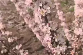 高钙樱果生长篇视频封面