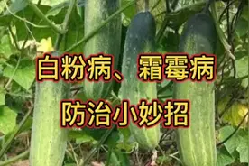 防治白粉病、霜霉病好办法，比啥药也好使，值得学一学视频封面