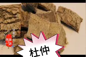杜仲为杜仲的干燥树皮具补肝肾、强筋骨、降血压、安胎等诸多功效视频封面